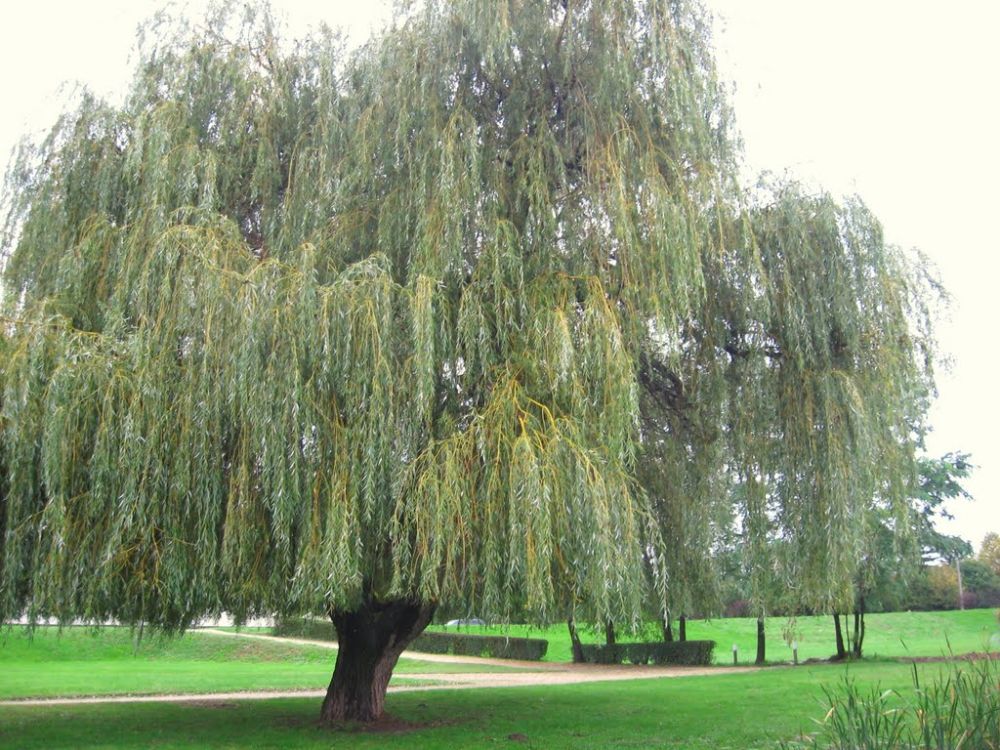 Ветла дерево фото с описанием