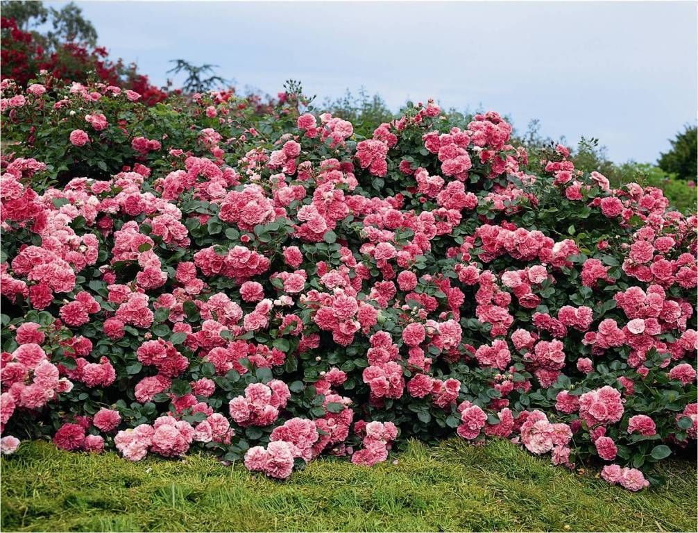 Кустовые розы фото для сада