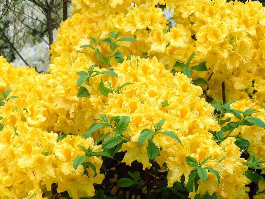 Рододендрон желтый фото и описание сорта