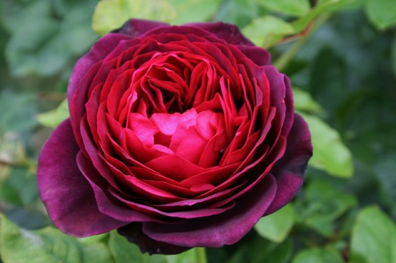 Роза шраб (Rosa Astrid Grafin von Hardenberg) Окс