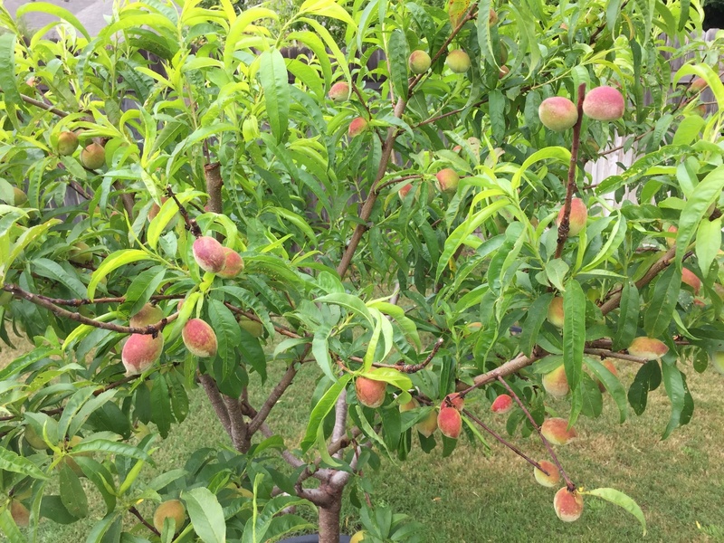 Кустовой персик - сорта
