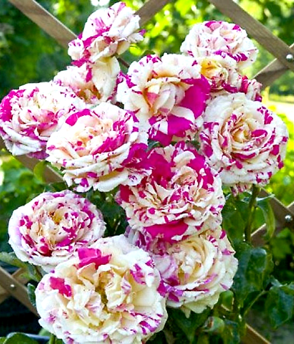 Плетистая роза ваниль фрайз фото