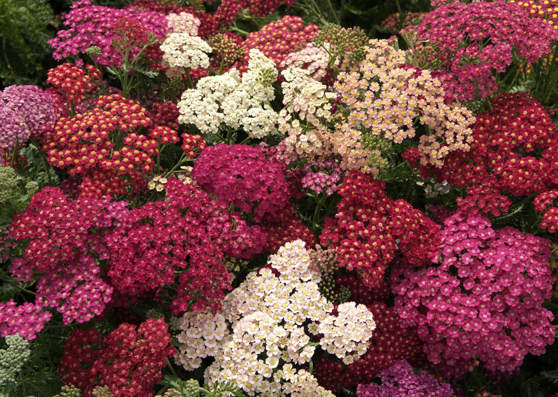 Тысячелистник фото цветов на клумбе многолетних цветов